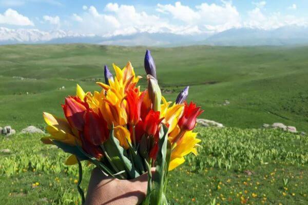 Цветение на высокогорном плато Ушконыр